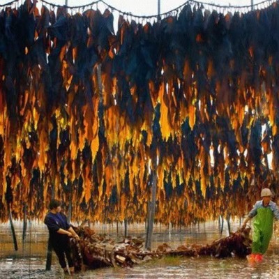 森师傅现货精品烘干压缩海带丝圆饼免切食品霞浦干货干海带丝批发图4