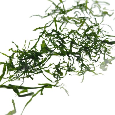 浒苔 丝状青海苔 海苔花生 浒苔花生 咸香海苔 鲜香海苔图5