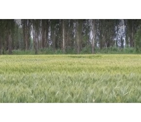 科技兴农小麦种植管理