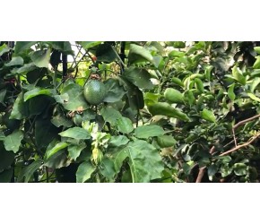 揭示5个百香果的种植关键因素，了解清楚，就能事半功倍！