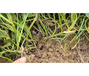 种植红薯有窍门，只要动手提一提，亩产万斤不是梦，高产又个大