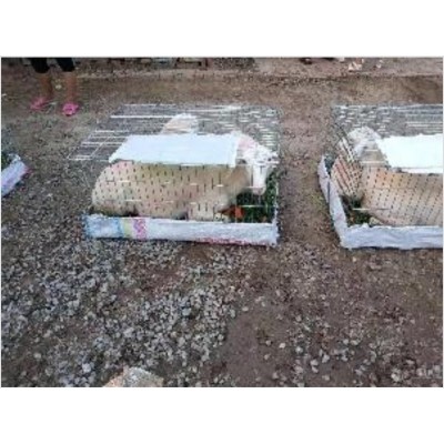 山东纯种杜泊绵羊 黑头杜泊羊市场价格图4