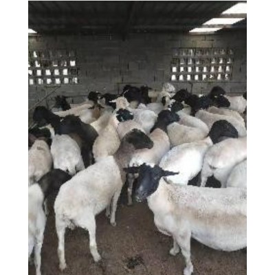 山东纯种杜泊绵羊 黑头杜泊羊市场价格图5