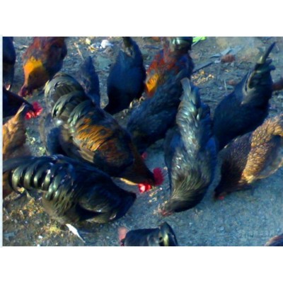 土鸡苗批发 福建土鸡供应 福建土鸡养殖 黑羽土鸡批发图5