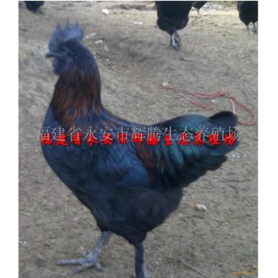 山地虫草土鸡(杂粮饲养)图3