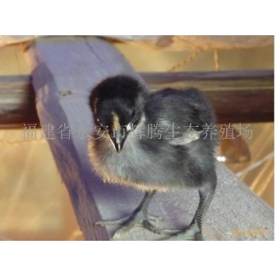 黑羽土鸡苗 来电面议图2