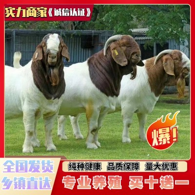 波尔山羊纯种小羊活苗活体活羊小羊羔怀孕母羊种公羊山羊大型养殖图2