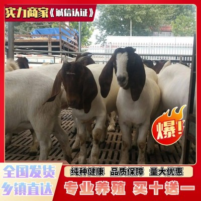 波尔山羊纯种小羊活苗活体活羊小羊羔怀孕母羊种公羊山羊大型养殖图3