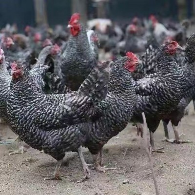 纯种芦花鸡活苗半大芦花鸡苗黑白芦花脱温苗活物高产下蛋鸡小鸡活图2