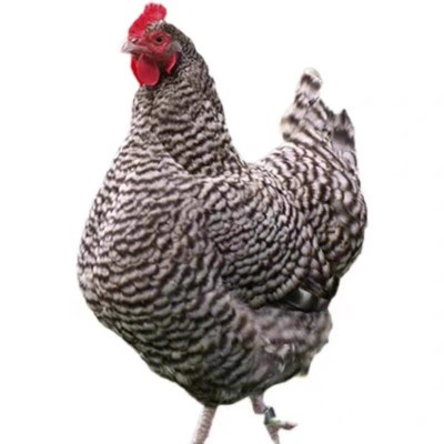 纯种芦花鸡活苗半大芦花鸡苗黑白芦花脱温苗活物高产下蛋鸡小鸡活图5