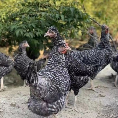 纯种芦花鸡活苗半大芦花鸡苗黑白芦花脱温苗活物高产下蛋鸡小鸡活图3