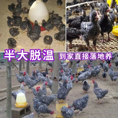 纯种芦花鸡活苗半大芦花鸡苗黑白芦花脱温苗活物高产下蛋鸡小鸡活图4