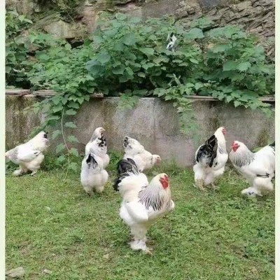 正宗婆罗门鸡脱温小鸡苗巨型梵天活体大型婆罗门鸡景区观赏巨型鸡图4