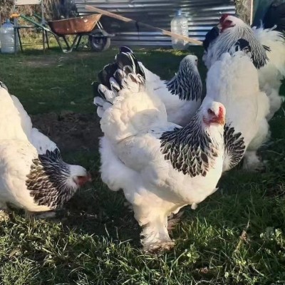 正宗婆罗门鸡脱温小鸡苗巨型梵天活体大型婆罗门鸡景区观赏巨型鸡图3