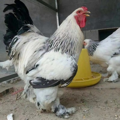 正宗婆罗门鸡脱温小鸡苗巨型梵天活体大型婆罗门鸡景区观赏巨型鸡图2