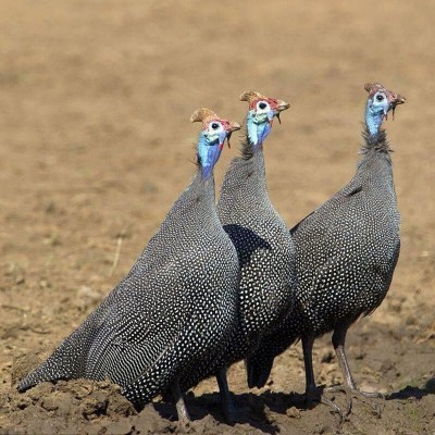 纯种散养珍珠鸡健康活苗鸡观赏好养珍珠鸡观赏鸡活体疫苗齐全好养图3