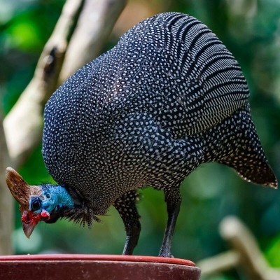 纯种散养珍珠鸡健康活苗鸡观赏好养珍珠鸡观赏鸡活体疫苗齐全好养图2