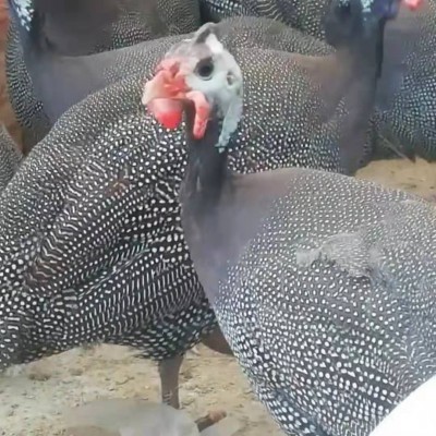 纯种散养珍珠鸡健康活苗鸡观赏好养珍珠鸡观赏鸡活体疫苗齐全好养图4