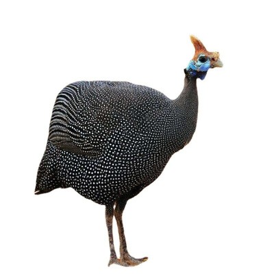 纯种散养珍珠鸡健康活苗鸡观赏好养珍珠鸡观赏鸡活体疫苗齐全好养图5