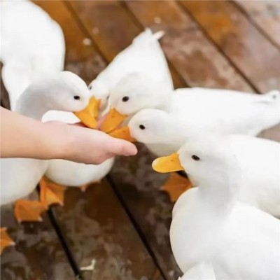 柯尔鸭活宠物网红鸭宠物鸭苗可达鸭苗活物科尔鸭幼崽小黄鸭子活的图4