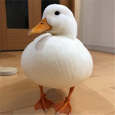 柯尔鸭活宠物网红鸭宠物鸭苗可达鸭苗活物科尔鸭幼崽小黄鸭子活的图2