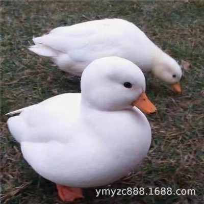 柯尔鸭活宠物网红鸭宠物鸭苗可达鸭苗活物科尔鸭幼崽小黄鸭子活的图3