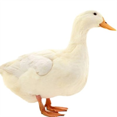 柯尔鸭活宠物网红鸭宠物鸭苗可达鸭苗活物科尔鸭幼崽小黄鸭子活的图5