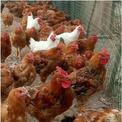 农家散养土鸡热销土鸡苗供货图4