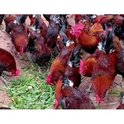 土鸡苗供应五黑鸡青脚麻质量保证送货到家图4