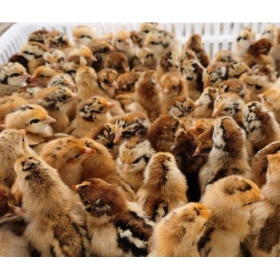 土鸡苗供应五黑鸡青脚麻质量保证送货到家图3