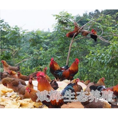 我公司常年出售散养香二香三瑶鸡等品种土鸡图2