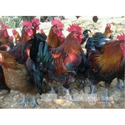我公司常年出售散养香二香三瑶鸡等品种土鸡图3