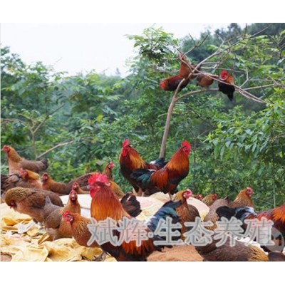 我公司常年出售散养香二香三瑶鸡等品种土鸡图4