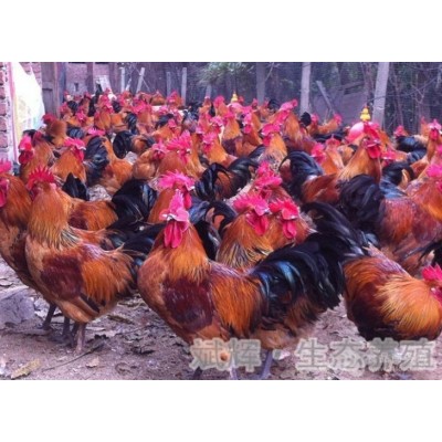 我公司常年出售散养香二香三瑶鸡等品种土鸡图5