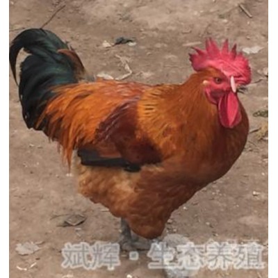 平凉土鸡苗批发品牌麻鸡图3