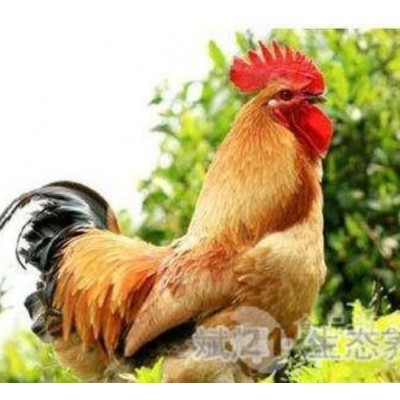 天水土鸡苗批发固始鸡图3