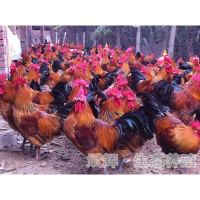 定西土鸡苗批发大红瑶鸡(大黑瑶鸡)图2