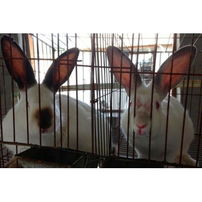 兔子 来电详谈图6