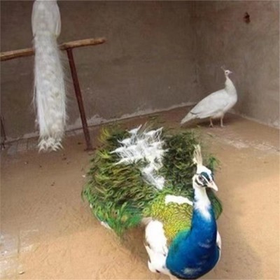 孔雀活体脱温小孔雀幼苗活物成年观赏孔雀大型花白蓝孔雀景区观赏图3