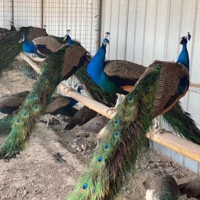 孔雀活体脱温小孔雀幼苗活物成年观赏孔雀大型花白蓝孔雀景区观赏图2