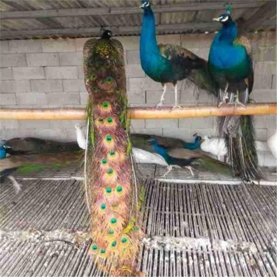 孔雀活体脱温小孔雀幼苗活物成年观赏孔雀大型花白蓝孔雀景区观赏图4