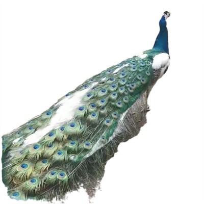 孔雀活体脱温小孔雀幼苗活物成年观赏孔雀大型花白蓝孔雀景区观赏图5