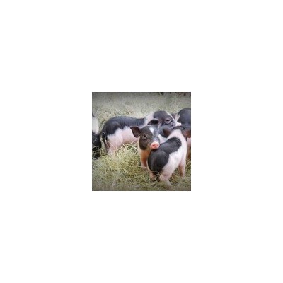 荷兰小香猪萌宠幼崽网红宠物小猪仔活体幼苗家养小型宠物景区观赏图2