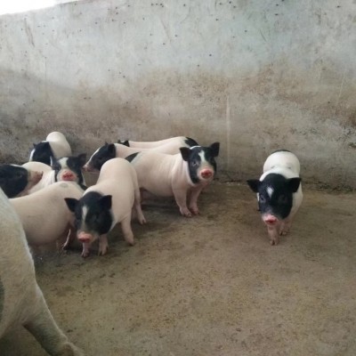 荷兰小香猪萌宠幼崽网红宠物小猪仔活体幼苗家养小型宠物景区观赏图3