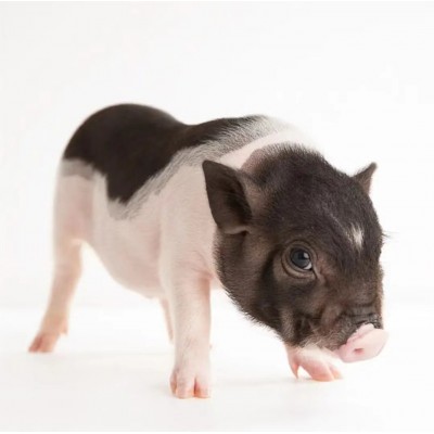 荷兰小香猪萌宠幼崽网红宠物小猪仔活体幼苗家养小型宠物景区观赏图5