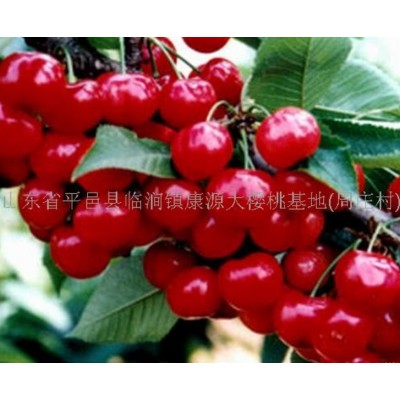 山东沂蒙大樱桃图5