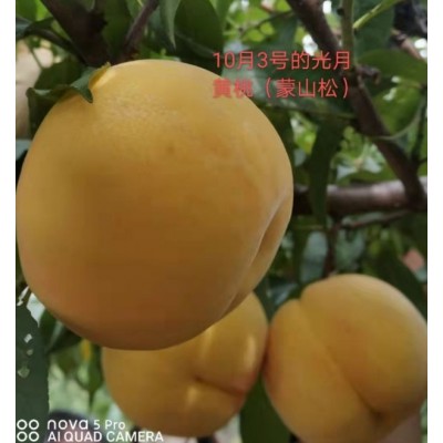 光月黄桃图3