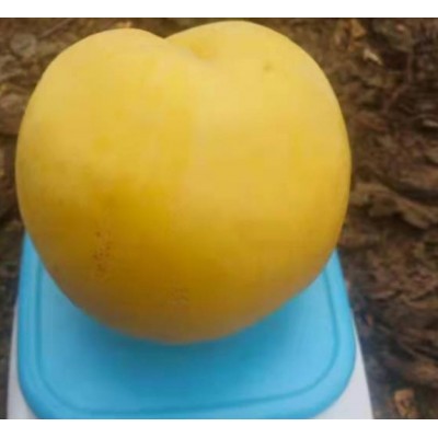 光月黄桃