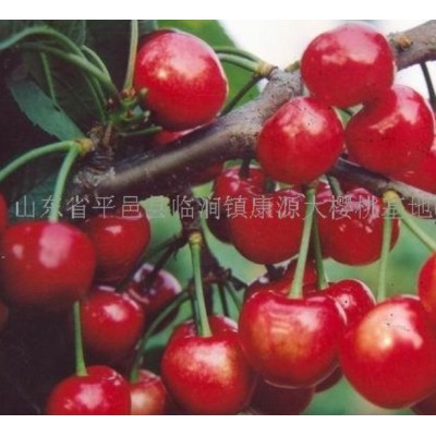 供应山东沂蒙大樱桃图5