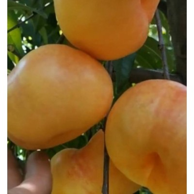 油蟠桃苗油蟠8一5桃树苗图4